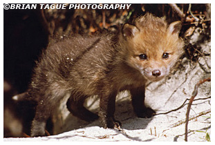 Red Fox kit