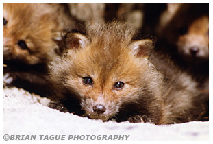 Red Fox Kit