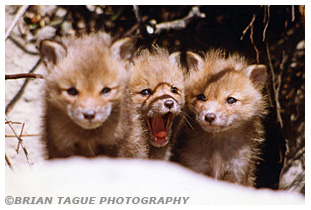 Red Fox Kits