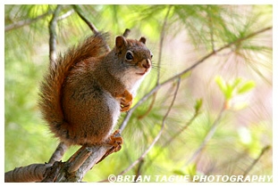  Red Squirrel