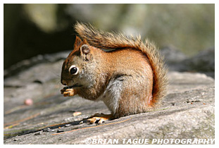  Red Squirrel