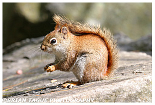  Red Squirrel