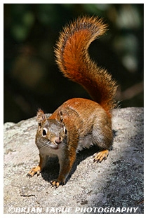 Red Squirrel