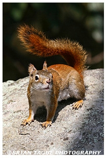 Red Squirrel