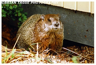 Woodchuck