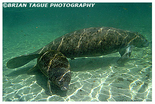 Manatee cow & calf