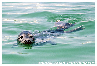 GRAY SEAL - Chatham, MA