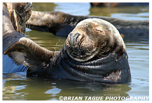 Gray Seal - Chatham