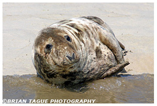 Gray Seal - Chatham