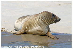 Gray Seal - Chatham