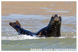 GRAY SEAL - Chatham, MA