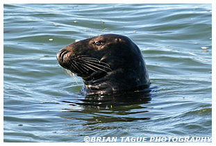 GRAY SEAL - Chatham, MA