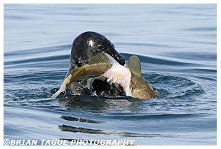 Gray Seal feeding on cod fish