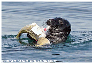 Gray Seal feeding on cod fish