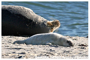 Gray Seal & Pup