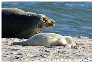 Gray Seal & Pup