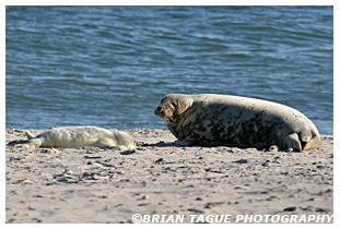 Gray Seal & Pup