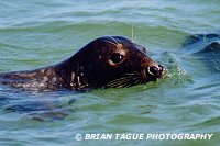 GRAY SEAL - Chatham, MA