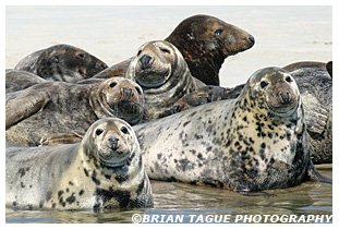 Gray Seals - Chatham Cape Cod