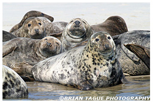 Gray Seals - Chatham