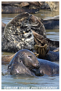 Gray Seals - Chatham
