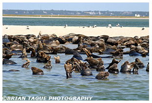 Gray Seals - Chatham