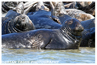 GRAY SEALS - Chatham, MA Cape Cod