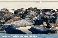 GRAY SEALS - Chatham, MA