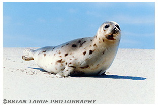 HARBOR SEAL 