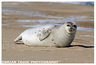 HARBOR SEAL