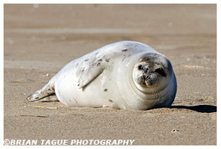 HARBOR SEAL