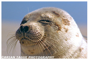 HARBOR SEAL