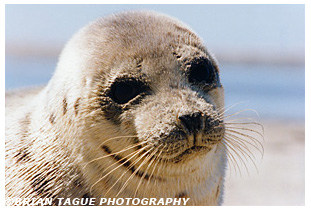 HARBOR SEAL