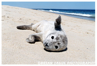 HARBOR SEAL PUP