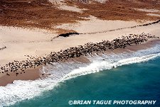GRAY SEALS - Chatham, MA