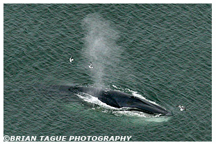Finback Whale Aerial