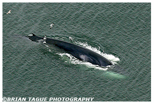 Finback Whale Aerial