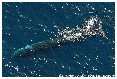 Finback Whale aerial