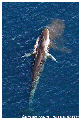 Finback Whale aerial