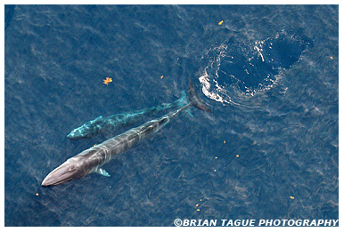 Finback Whale with calf aerial