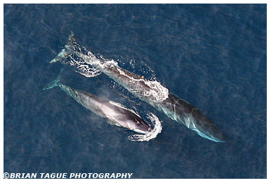 Finback Whale with calf aerial