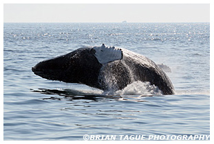 Humpback Whale breaching Stellwagen Bank