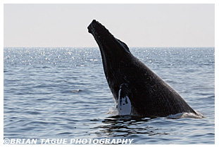 Humpback Whale breaching Stellwagen Bank