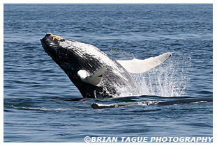 Humpback Whale breaching Stellwagen Bank