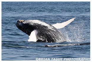 Humpback Whale breaching Stellwagen Bank