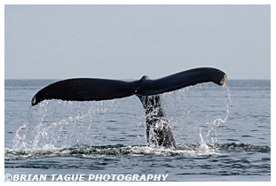Humpback Whale fluke