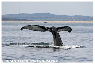 Humpback Whale fluke