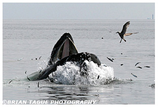 Humpback Whale feeding Cape Cod Bay
