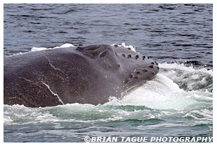 Humpback Whale