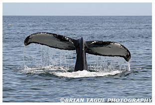 Humpback Whale